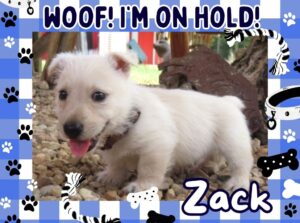 Home 13 Zack 6wk FT 2