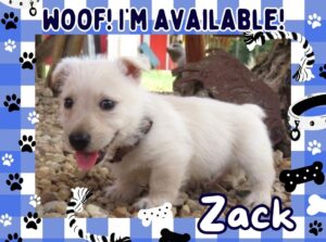 Zack 6wk FT