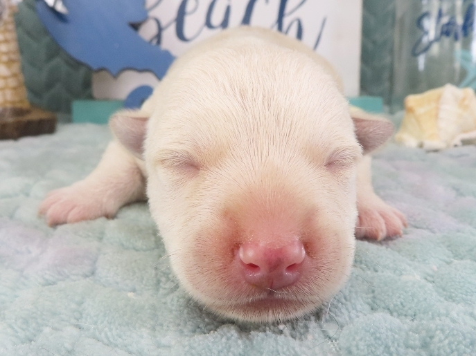 Zeke 1wk 1