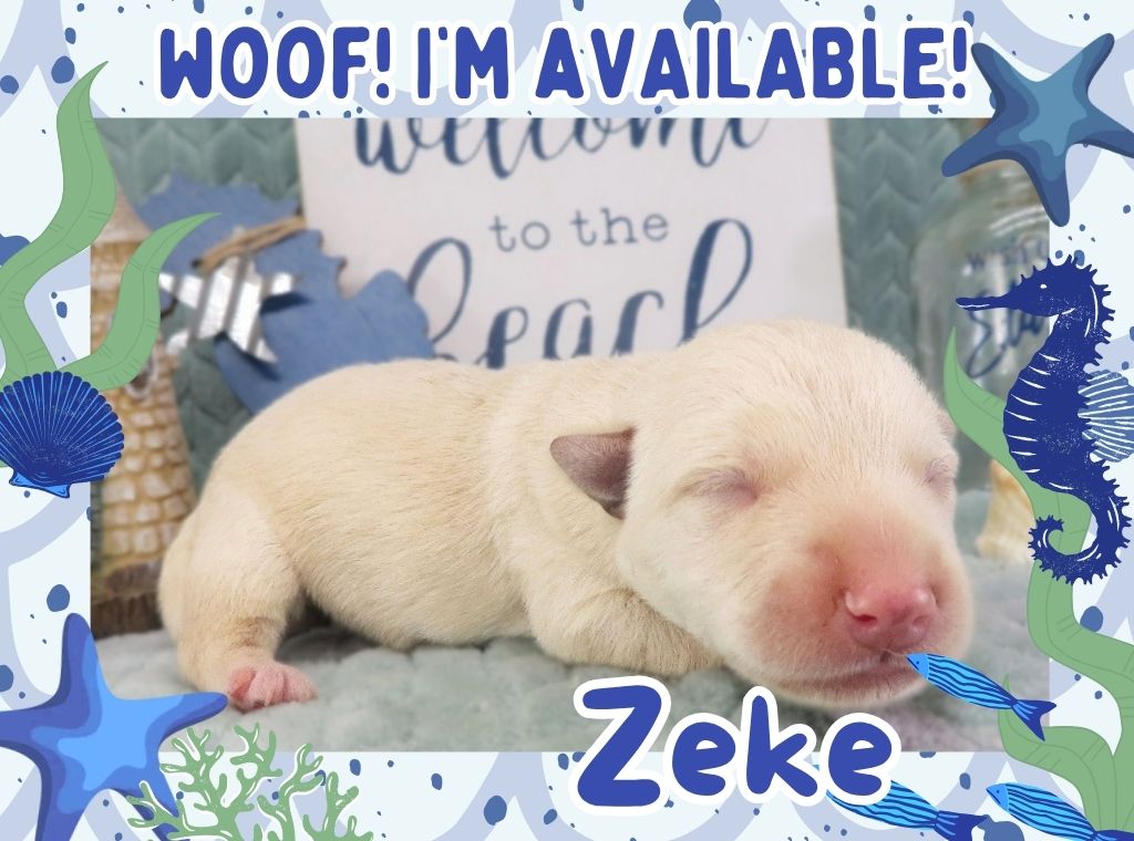 Zeke 1wk FT