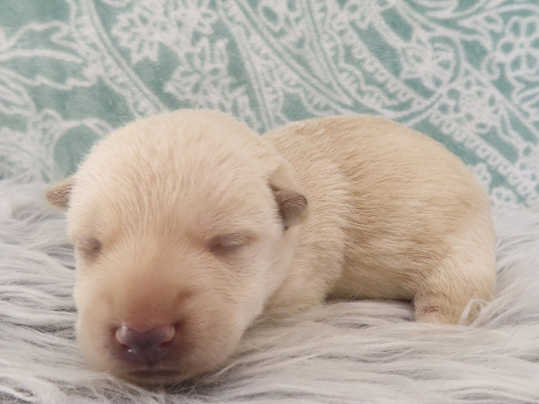 Zeke 2wk 2