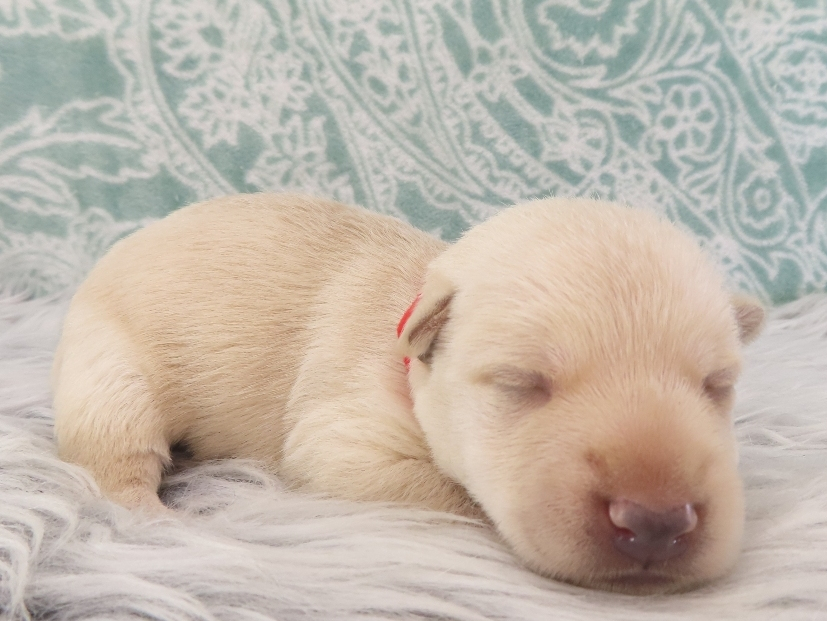 Zeke 2wk 4