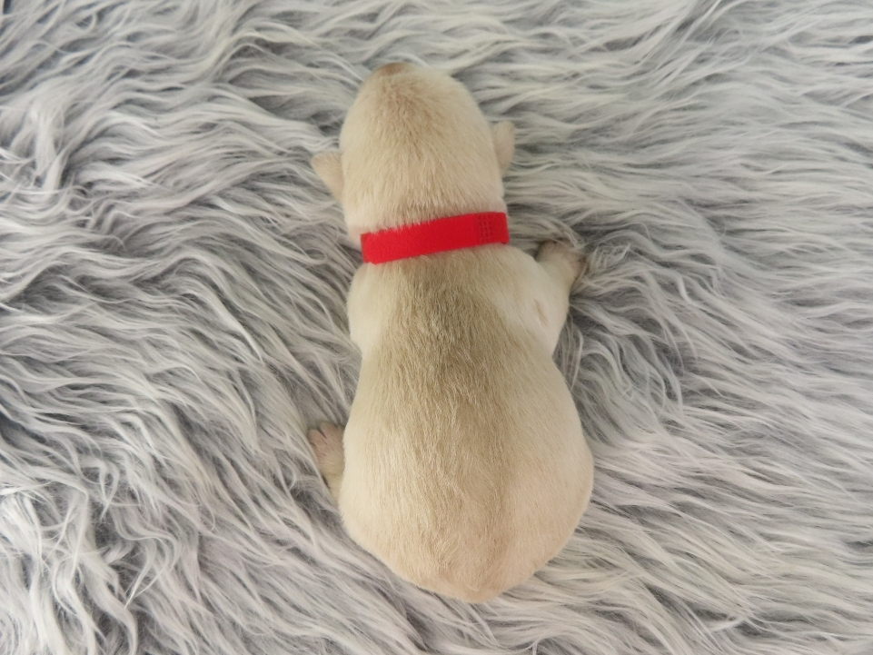 Zeke 2wk 5 1