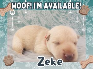 Home 3 Zeke 2wk FT