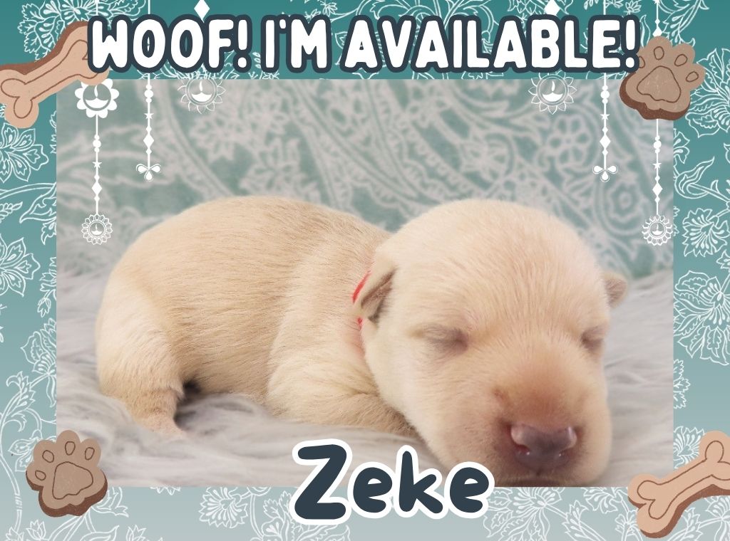 Zeke 2wk FT