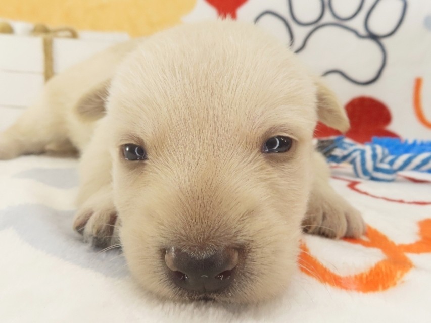 Zeke 3wk 1