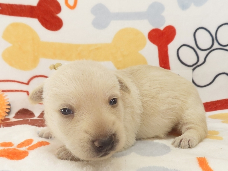 Zeke 3wk 2