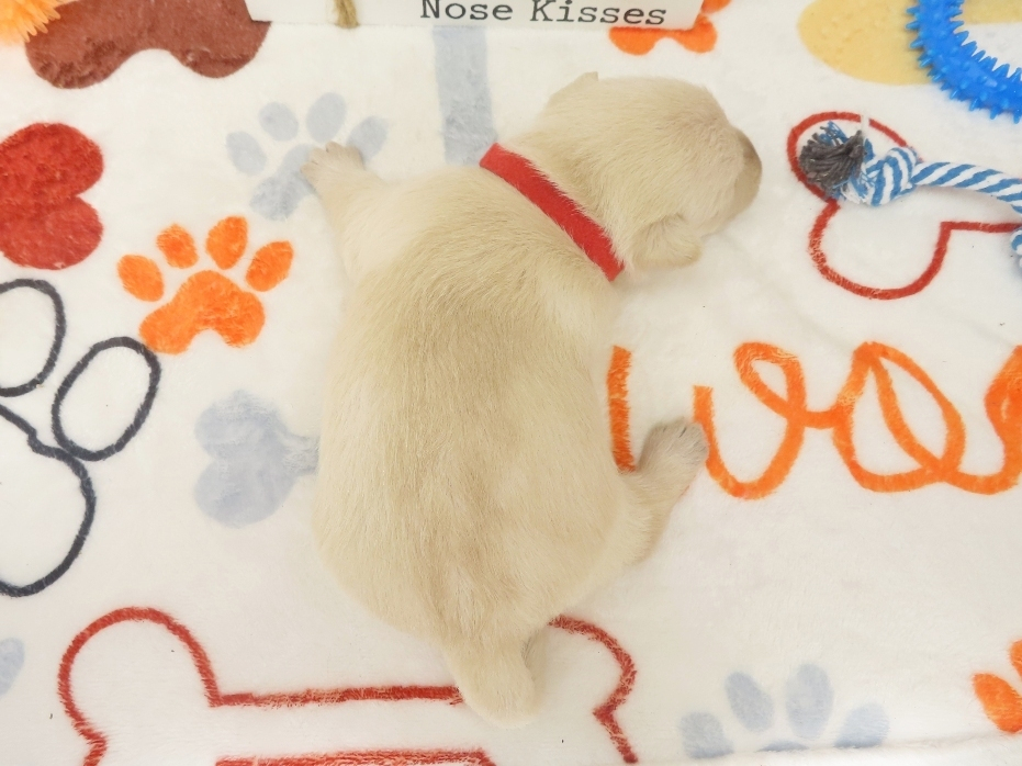 Zeke 3wk 5