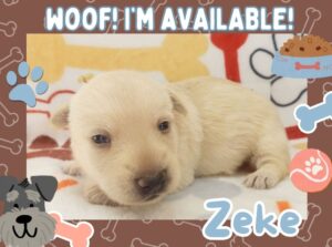 Home 3 Zeke 3wk FT