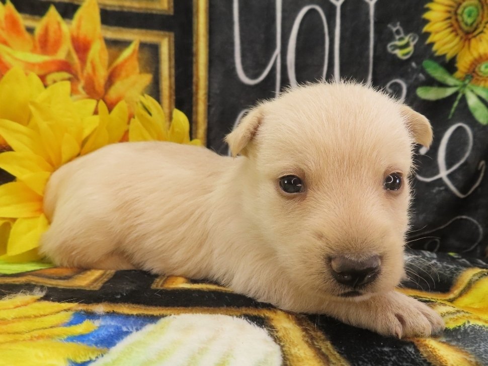 Zeke 4wk 3