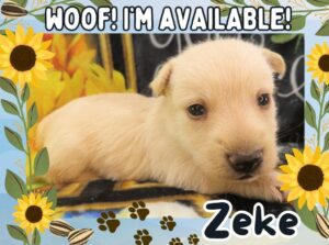 Home 3 Zeke 4wk FT