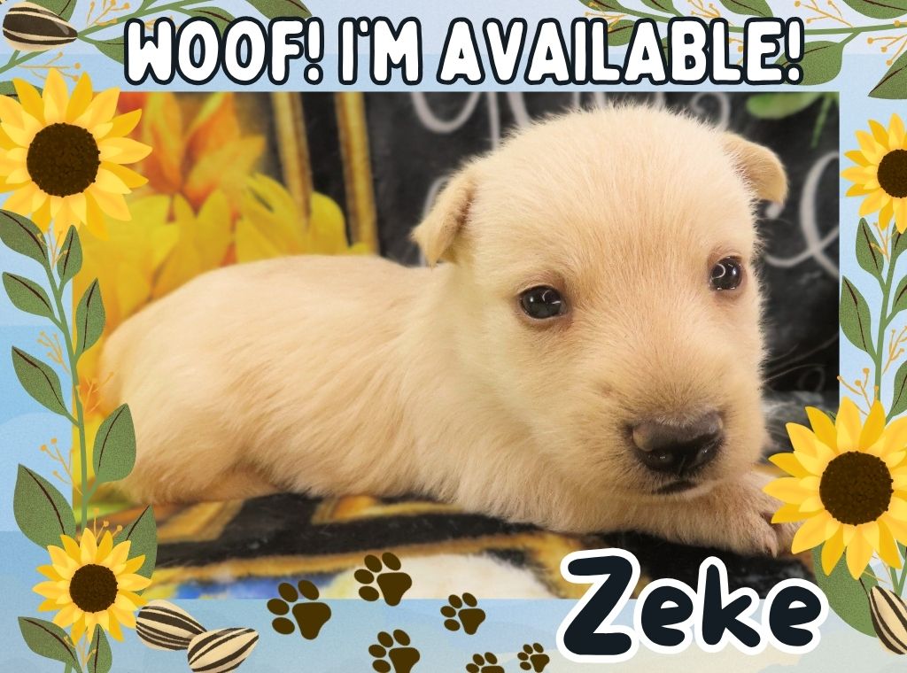 Zeke 4wk FT