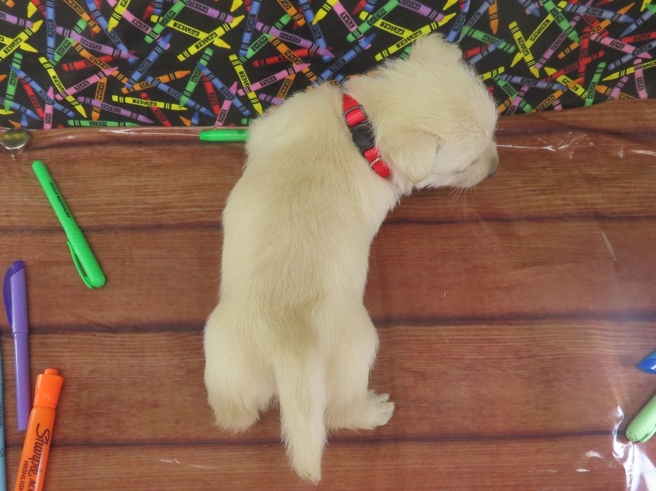 Zeke 5wk 5
