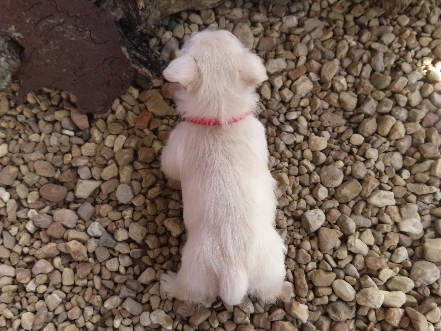 Zeke 6wk