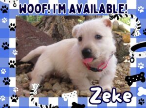 Zeke 6wk FT