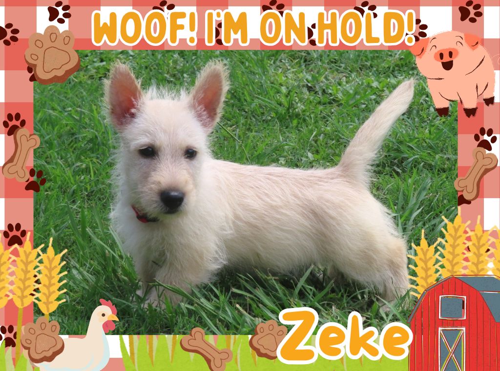 Zeke 9wk ft 2