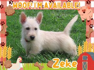 Home 11 Zeke 9wk ft