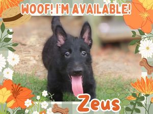 Home 10 Zeus 12wk FT