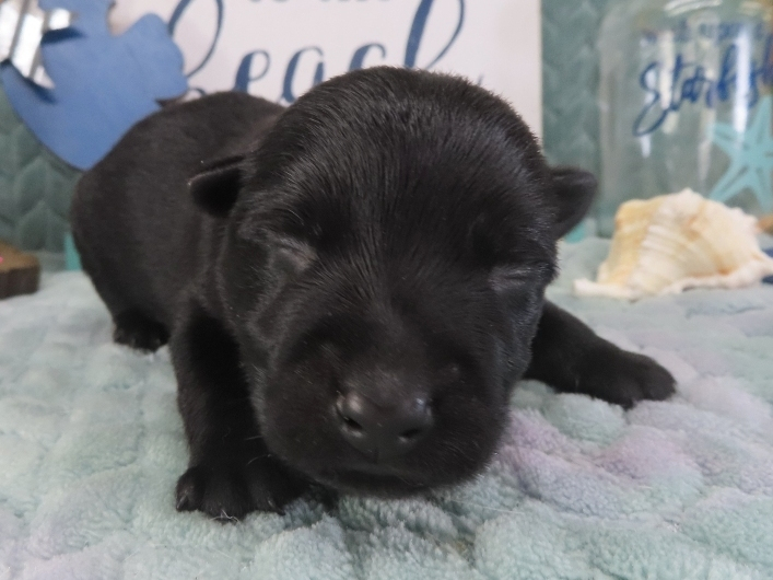 Zeus 1wk 1