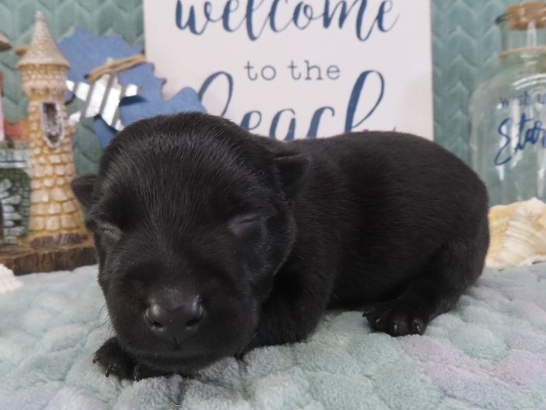 Zeus 1wk 2