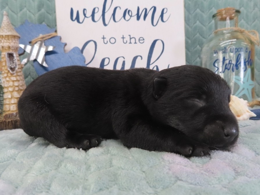 Zeus 1wk 3