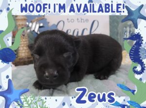 Home 2 Zeus 1wk FT