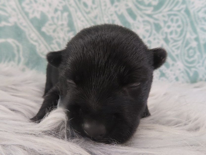 Zeus 2wk 1