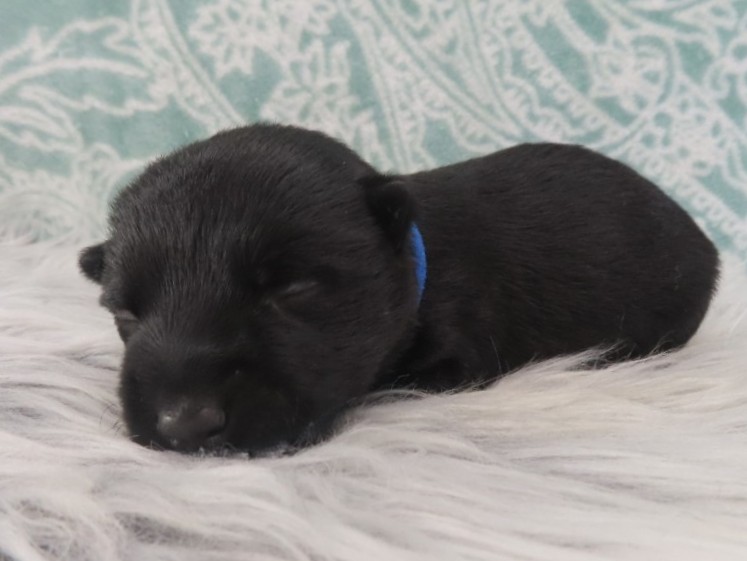 Zeus 2wk 2