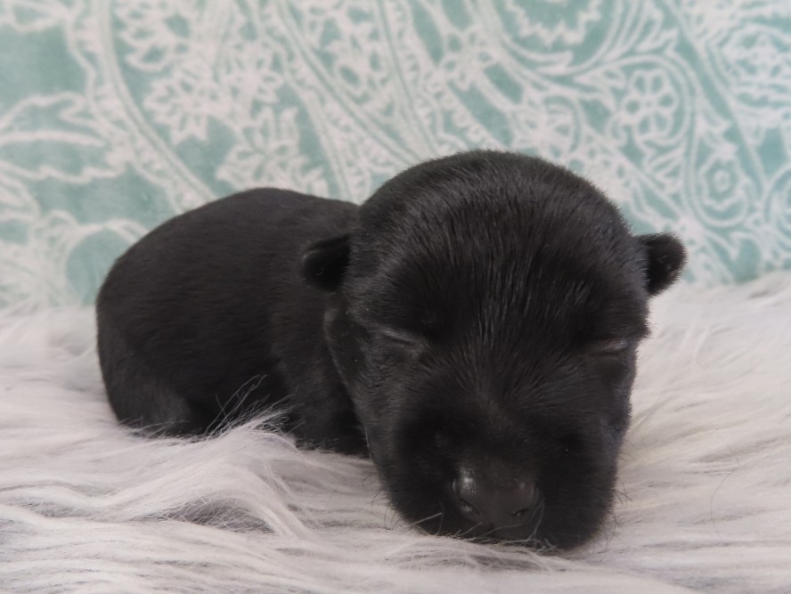 Zeus 2wk 4