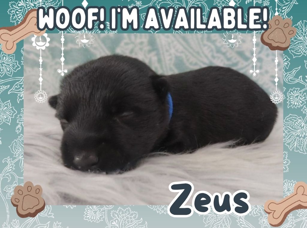 Zeus 2wk FT