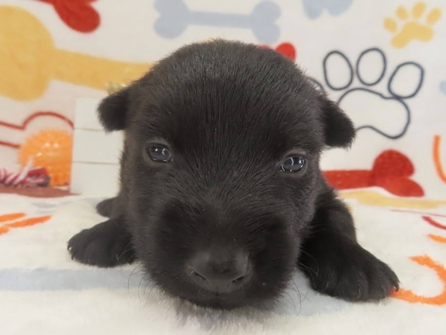 Zeus 3wk 1