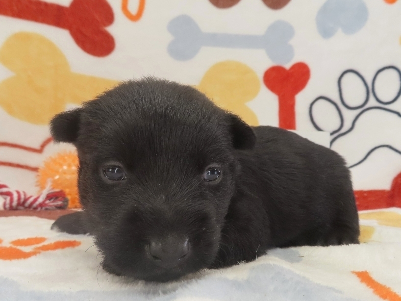 Zeus 3wk 2