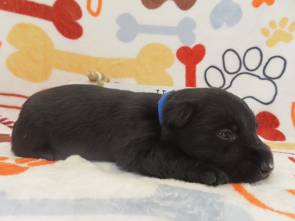 Zeus 3wk 4
