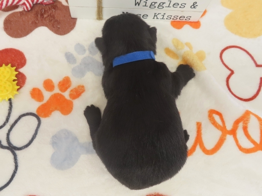 Zeus 3wk 5