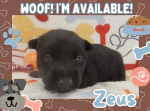 Home 2 Zeus 3wk FT