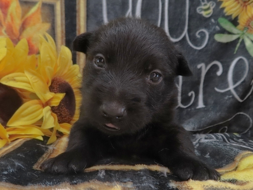 Zeus 4wk 1