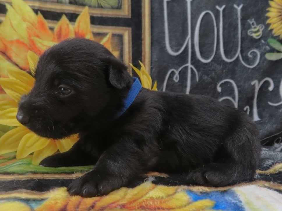 Zeus 4wk 2