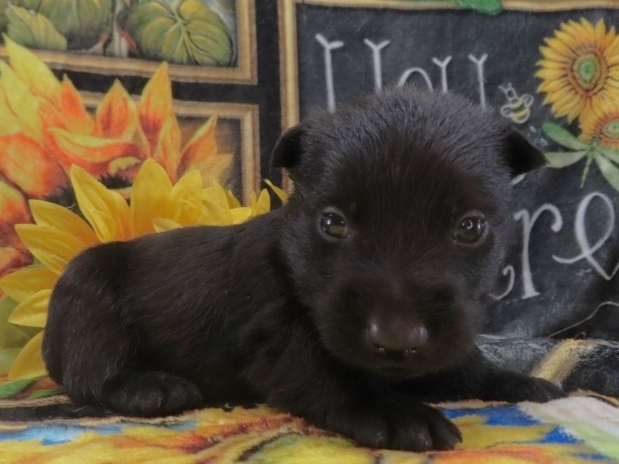 Zeus 4wk 3
