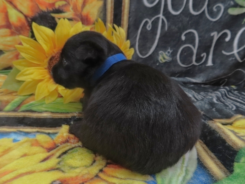 Zeus 4wk 4