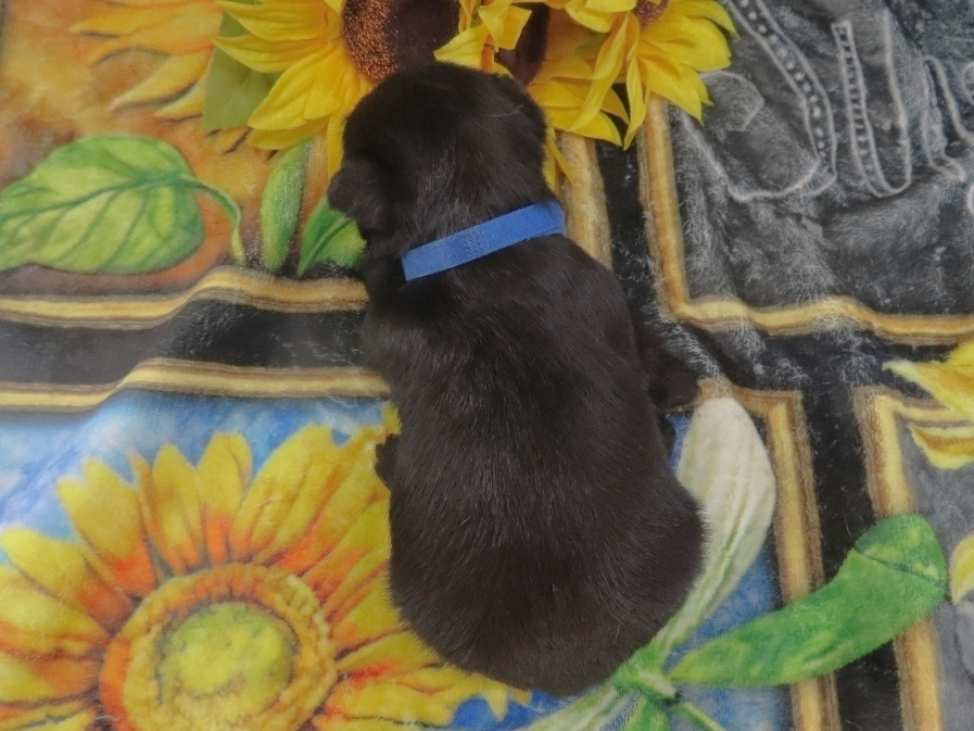 Zeus 4wk 5