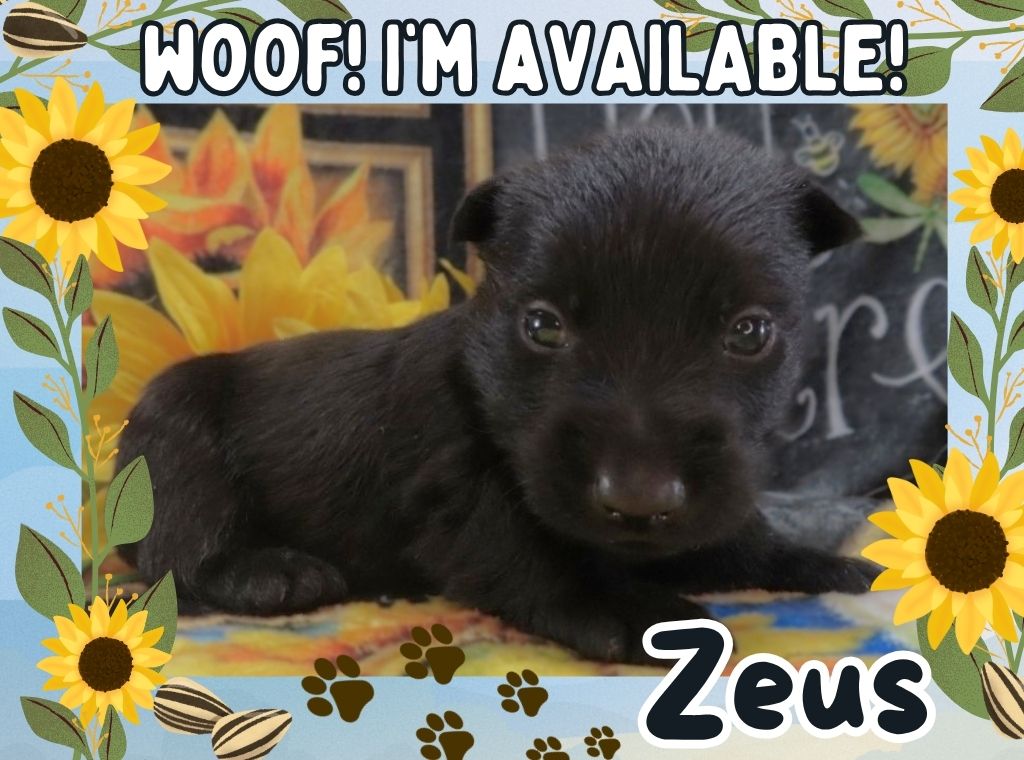 Zeus 4wk FT