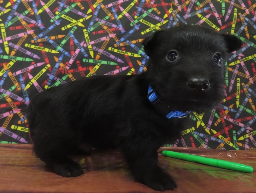 Zeus 5wk 2