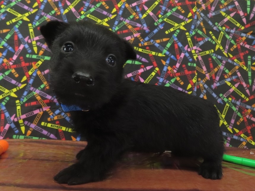Zeus 5wk 3