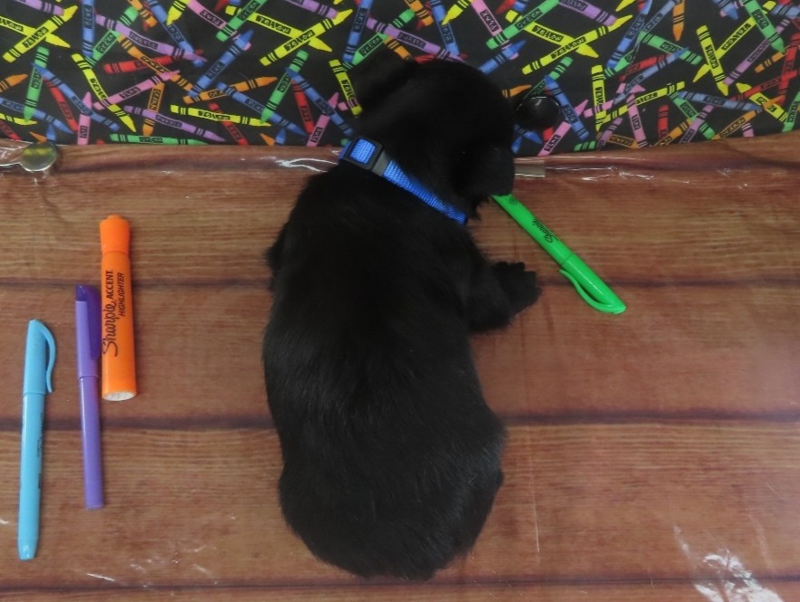 Zeus 5wk 5