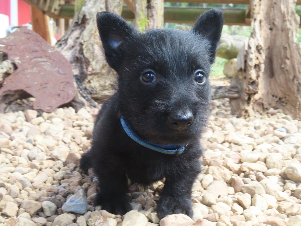 Zeus 6wk 1