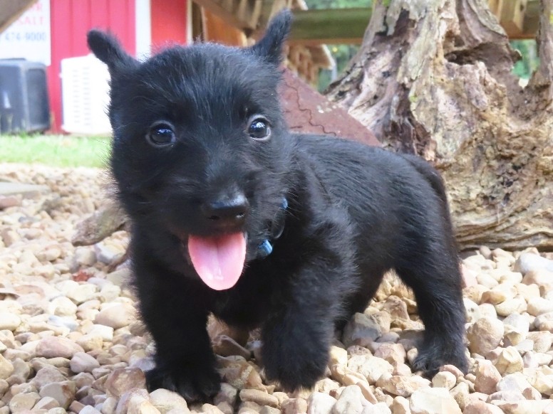 Zeus 6wk 2