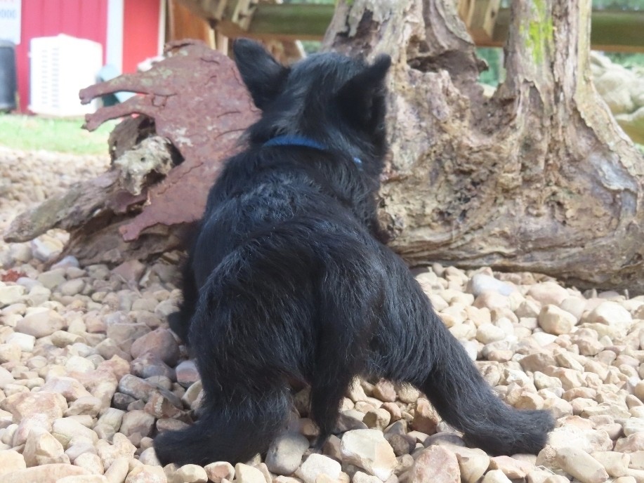 Zeus 6wk 3
