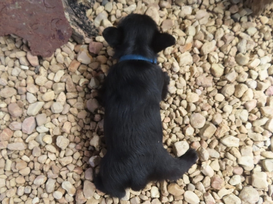 Zeus 6wk 4