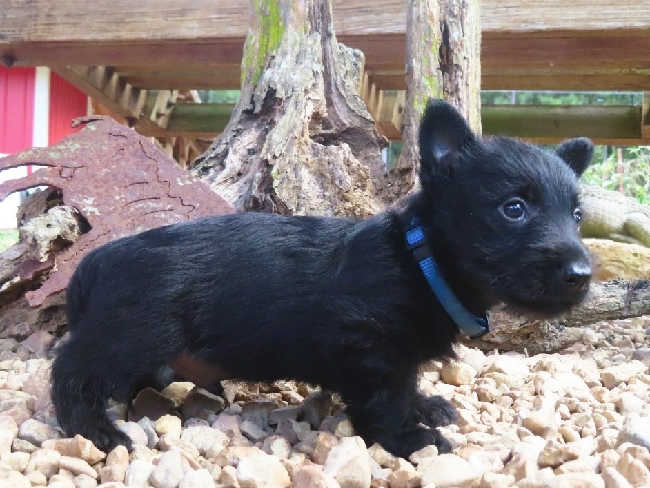 Zeus 6wk 5