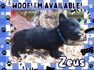 Zeus 6wk FT